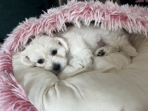 Bichon maltais