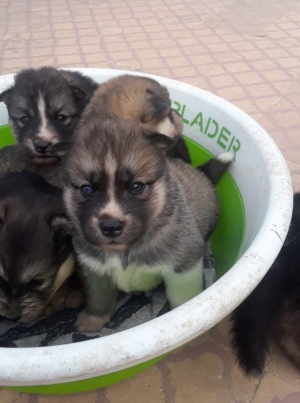 Husky croisé akita