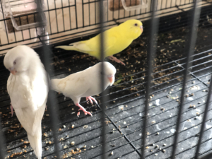 budgie latino et albino