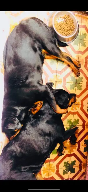 2 Rottweiler