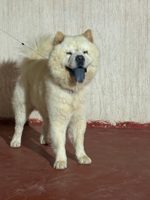 🐶 Chow chow mâle a vendre - couleur crème magnifique