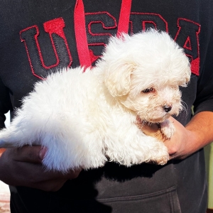 Bichon maltais