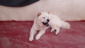 🐶 Chow chow mâle