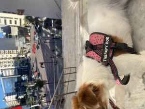 Chienne