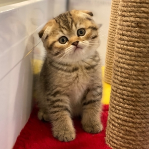 Scottish fold et straight