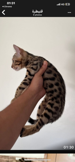Chat bengal