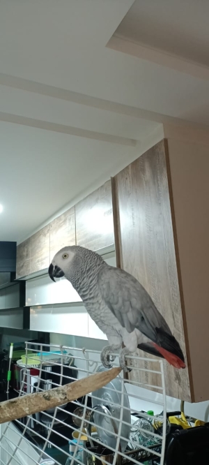 Perroquet gris du Gabon