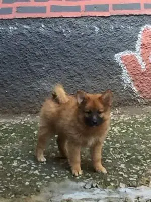 Chiots spitz japonais x papillon