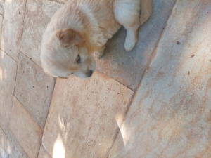 Chiots golden retriever