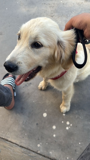 Vente magnifique chien de race Golden Retriever