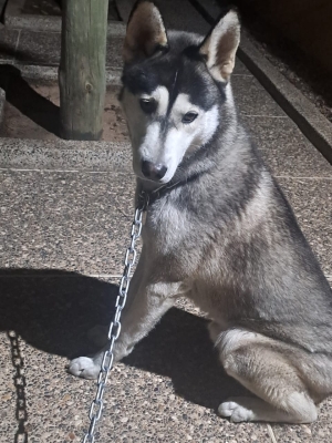 Husky à vendre