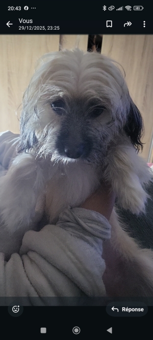 Chienne pour adoption