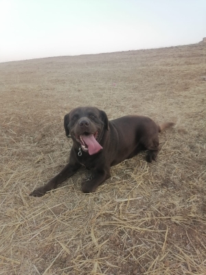 Chien labrador