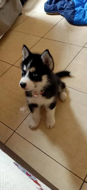 Husky