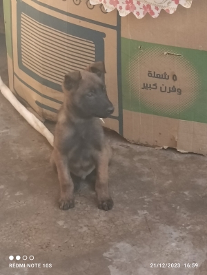 Malinois charbonné