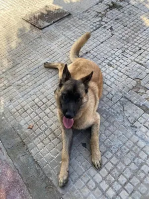 vends malinois