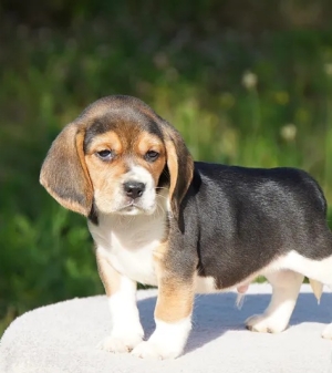 Chiots beagle parents pedigree
