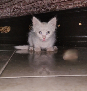 Angora turque croisé siamois