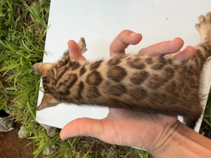 Bengal