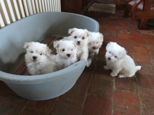 Bichon maltais