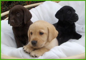 Labrador 👑