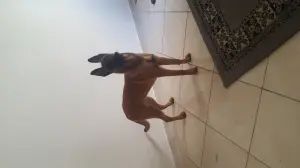 Malinois