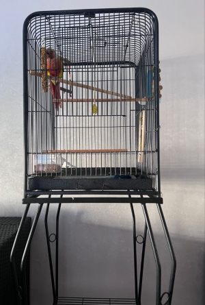 Cage Perroquet et Oiseaux