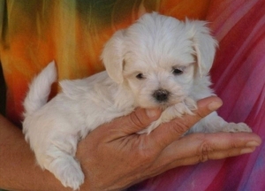 Bichon Maltais 💥