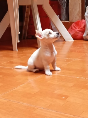 Jack russell
