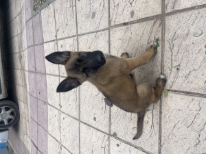 Malinoi