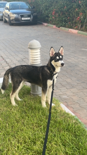Chiot Husky male