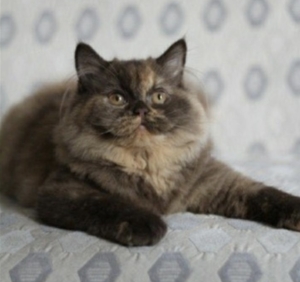 Chat British longhair