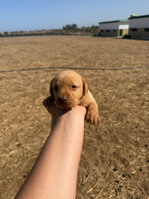 VENTE LABRADOR