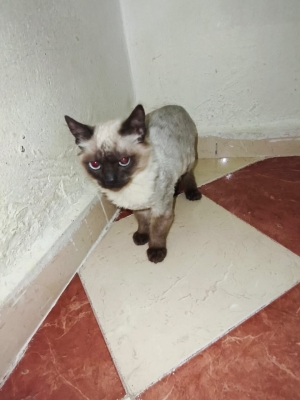 Chat Siamois