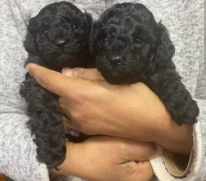 Poodle toy
