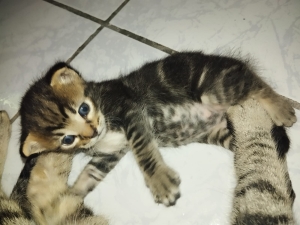 ADOPTION GRATUITE