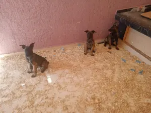 Chiots Berger belge malinois