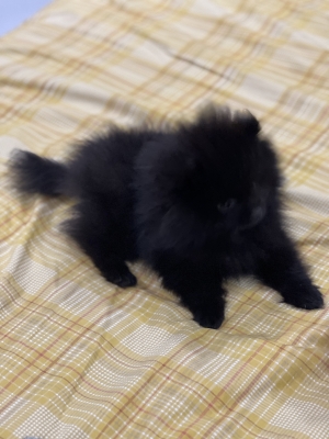 Pomeranian de 4 mois