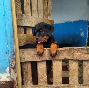 Rotweiller