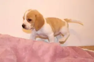 Femelle beagle