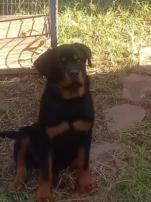 Chiot Rottweiler