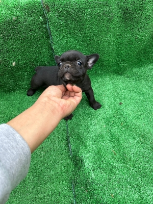 Très bon bulldog