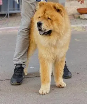 Chow chow