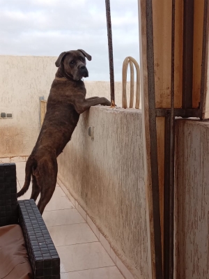 Cane Corso Femelle