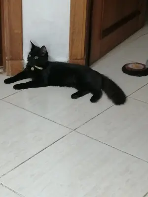 Chat noir femelle