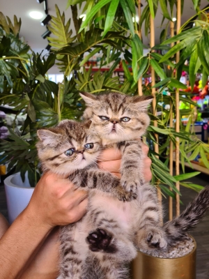 Persan exotic tabby