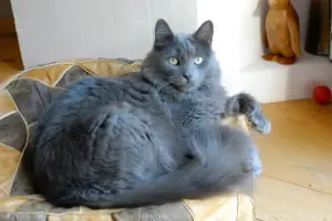 Chat Du Race Nebelung