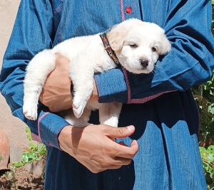 Golden retriever