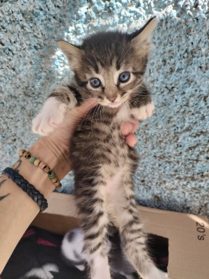 Chats croisé en adoption