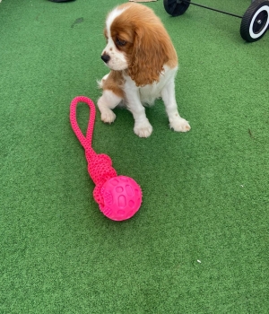 King Charles